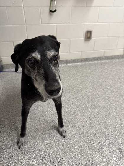 Shelter Stray Female Dog last seen Near block of Gumstand dr, City of Knoxville GP, TN, 3201 Division St, Knoxville, TN 37919, USA
