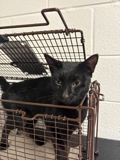 Shelter Stray Male Cat last seen Near block of Farmgate lane, City of Knoxville GP, TN, 3201 Division St, Knoxville, TN 37919, USA
