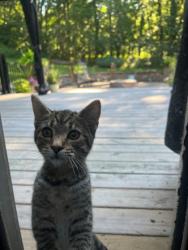 Shelter Stray Unknown Cat last seen Near Kahl Rd, Black Earth, Town of, WI, 5132 Voges Rd, Madison, WI 53718, USA