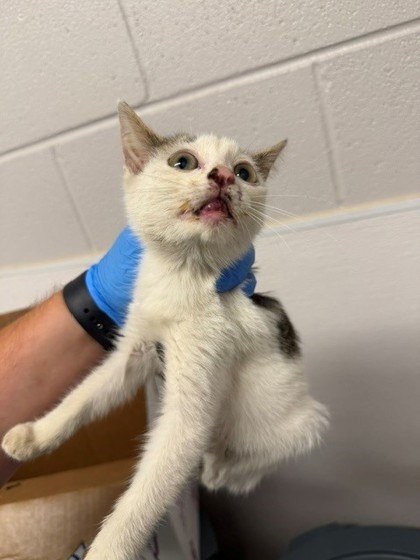 Shelter Stray Female Cat last seen Spencer Mountain Rd, County/Unicorporated, NC, 1491 Business Park Ct, Gastonia, NC 28052, USA