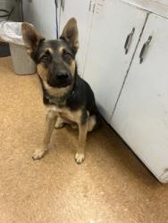 Shelter Stray Male Dog last seen Lake and Yosemite, City of Madera, CA, 205 Tozer St, Madera, CA 93638, USA