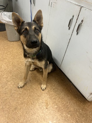 Shelter Stray Male Dog last seen Lake and Yosemite, City of Madera, CA, 205 Tozer St, Madera, CA 93638, USA