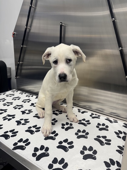 Shelter Stray Female Dog last seen Tall Spruce Drive, Berkeley County, SC, 2455 Remount Rd, North Charleston, SC 29406, USA