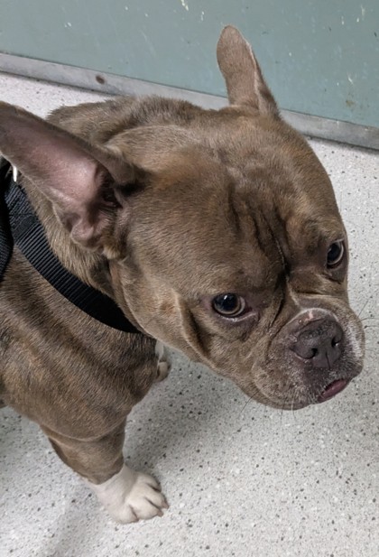 Shelter Stray Female Dog last seen Near 38th Av, Oakland, CA, 1101 29th Ave, Oakland, CA 94601, USA