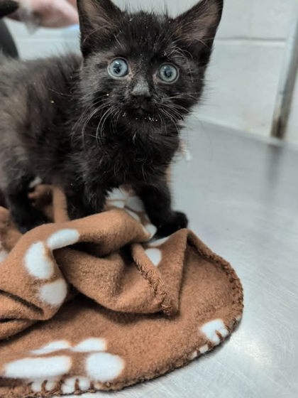 Shelter Stray Female Cat last seen Near E Fayette Balt., MD 21224, 21224, MD, 301 Stockholm St, Baltimore, MD 21230, USA