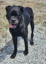 Shelter Stray Male Dog last seen Near DOVE HILL CIR EASLEY, SC 29640, PICKENS COUNTY, SC, 193 County Farm Rd, Pickens, SC 29671, USA