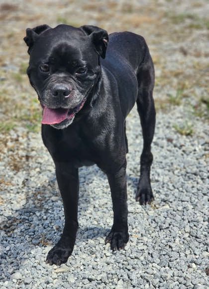 Shelter Stray Male Dog last seen Near DOVE HILL CIR EASLEY, SC 29640, PICKENS COUNTY, SC, 193 County Farm Rd, Pickens, SC 29671, USA