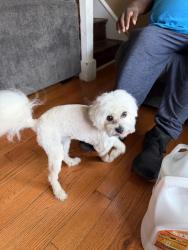 Lost Male Dog last seen Camac St & Wingohocking St, Philadelphia, PA 19140