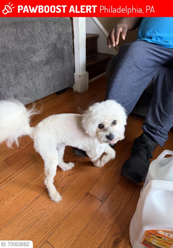 Lost Male Dog last seen Camac St & Wingohocking St, Philadelphia, PA 19140