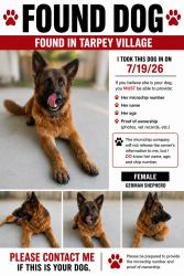 Found/Stray Female Dog last seen Tarpey Village, Fresno, CA 93726