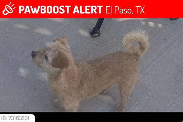 Lost Male Dog last seen Near Bill Ogden Dr, El Paso, TX 79936