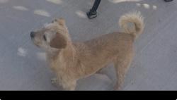 Lost Male Dog last seen Near Bill Ogden Dr, El Paso, TX 79936