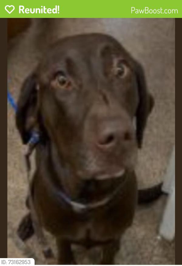 Reunited Female Dog last seen Near Connie Court (Next to LDS Church), Loomis, CA 95650