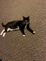 Lost Female Cat last seen Applebees, Schenectady, NY 12304