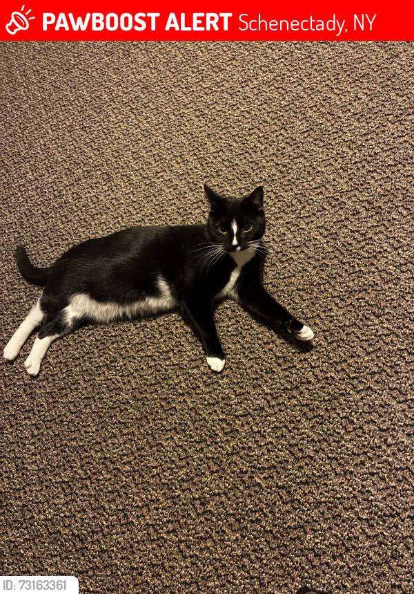 Lost Female Cat last seen Applebees, Schenectady, NY 12304