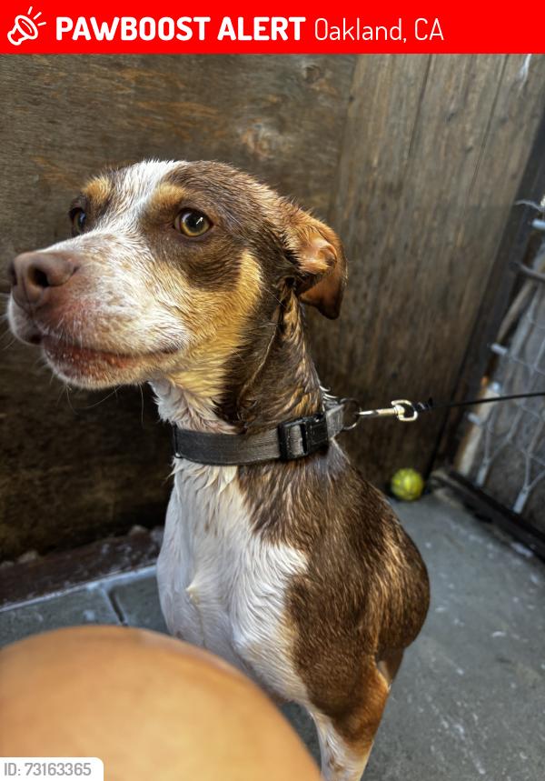 Lost Male Dog last seen Near rainbow park in oakland, Oakland, CA 94621