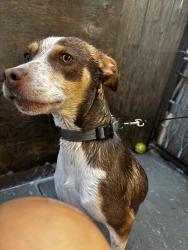 Lost Male Dog last seen Near rainbow park in oakland, Oakland, CA 94621