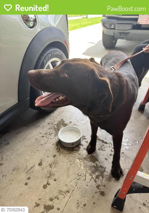 Reunited Male Dog last seen Mulikin rd and Furys ferry, Evans, GA 30809