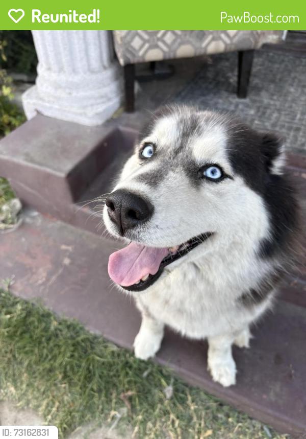 Reunited Female Dog last seen Santa Fe and gage Ave, Huntington Park, CA 90255