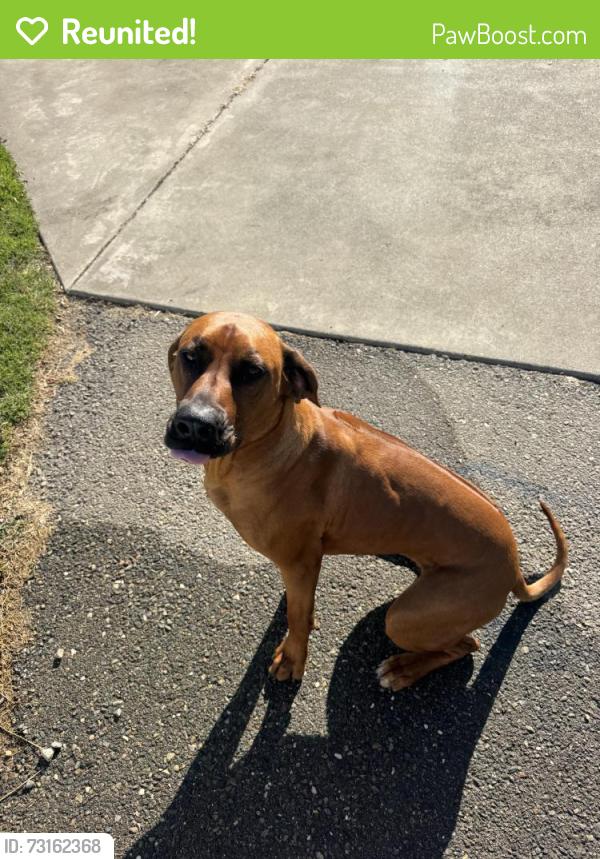 Reunited Female Dog last seen Convention Center Ct, San Diego, CA 92101, USA, San Diego, CA 92101