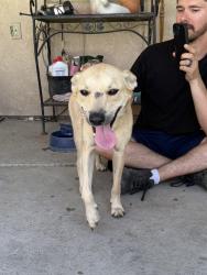 Reunited Female Dog last seen Saint Francis, Los Banos dog park and Los Banos ag complex, Los Banos, CA 93635