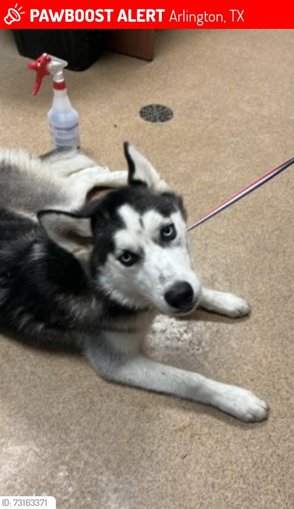 Lost Female Dog last seen Mayfield rd, Arlington, TX 76015