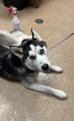 Lost Female Dog last seen Mayfield rd, Arlington, TX 76015