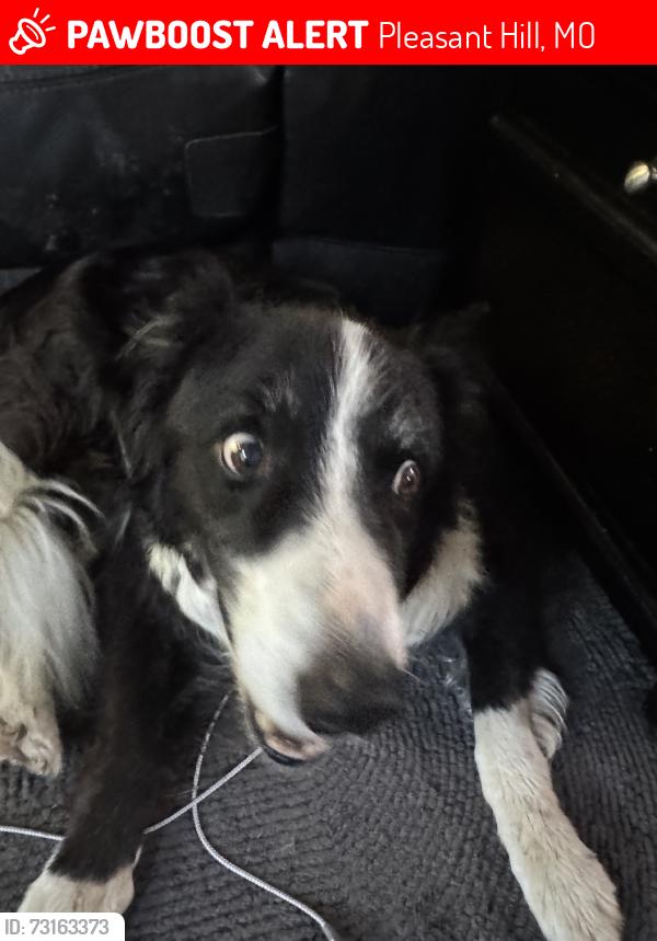 Lost Male Dog last seen P hwy, Pleasant Hill, MO 64080