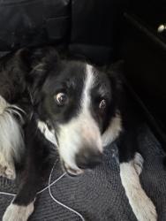 Lost Male Dog last seen P hwy, Pleasant Hill, MO 64080