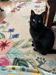 Lost Female Cat last seen Belinder elementary, Prairie Village, KS 66208