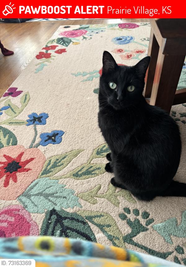 Lost Female Cat last seen Belinder elementary, Prairie Village, KS 66208
