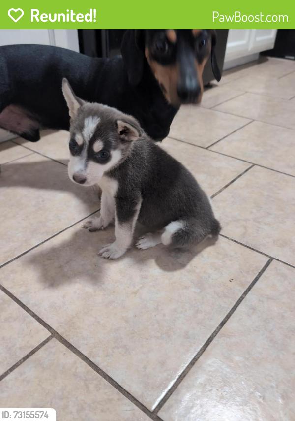 Reunited Female Dog last seen Shunior and Jackson, Edinburg, TX 78539