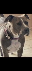 Lost Female Dog last seen Stormson and Antelope, Las Vegas, NV 89145