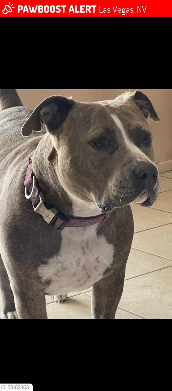 Lost Female Dog last seen Stormson and Antelope, Las Vegas, NV 89145