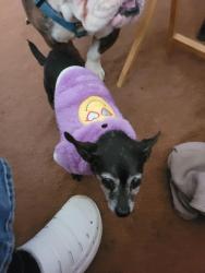 Lost Female Dog last seen 8th and Jewell, Topeka, KS 66606