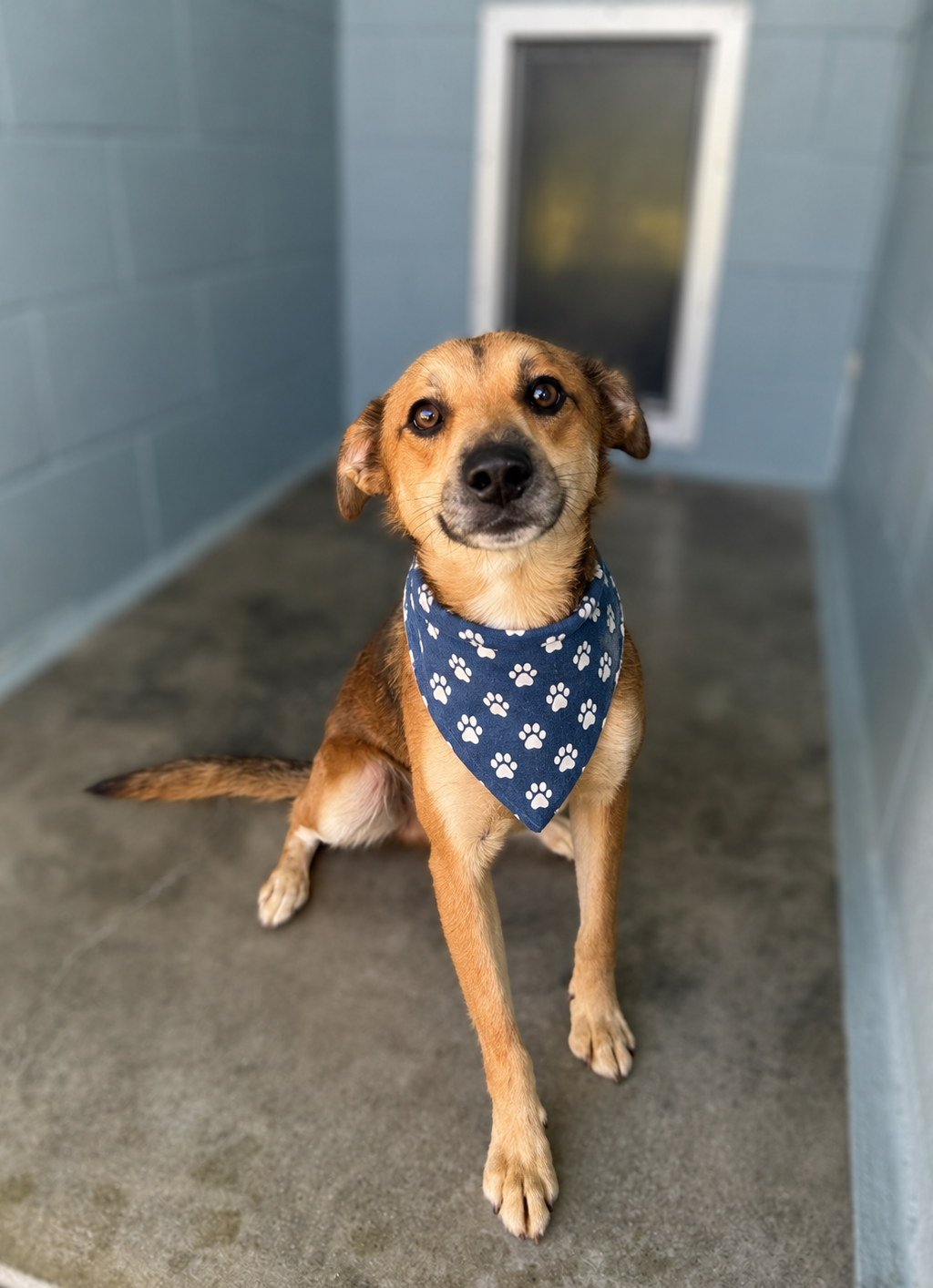 Shelter Stray Male Dog last seen Near Castle Row, LAFAYETTE, LA, 70506, 410 Dugas Rd, Lafayette, LA 70507, USA