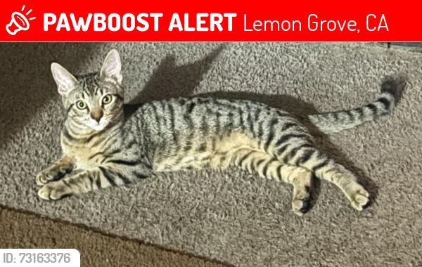 Lost Male Cat last seen Skyline, Lemon Grove, CA 91945