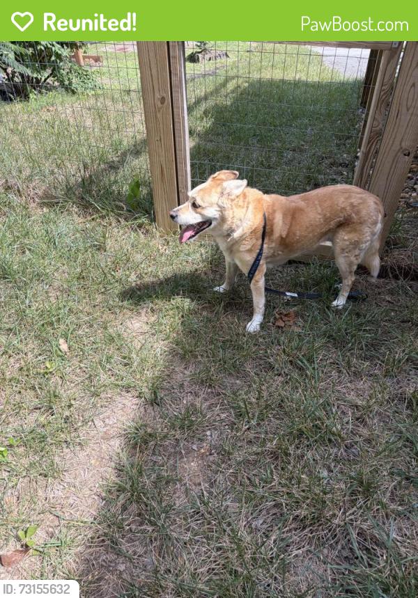 Reunited Female Dog last seen Barton Ave & Dugdale, Chattanooga, TN 37405