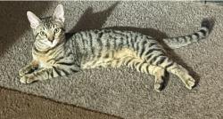 Lost Male Cat last seen Skyline, Lemon Grove, CA 91945