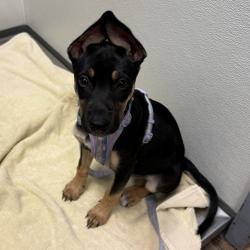 Shelter Stray Female Dog last seen Grossmont Center Drive, La Mesa - Lake Murray, CA, 91942, 5500 Gaines St, San Diego, CA 92110, USA