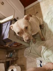 Lost Female Dog last seen By t dock in Indian harbor area, Payne Springs, TX 75156