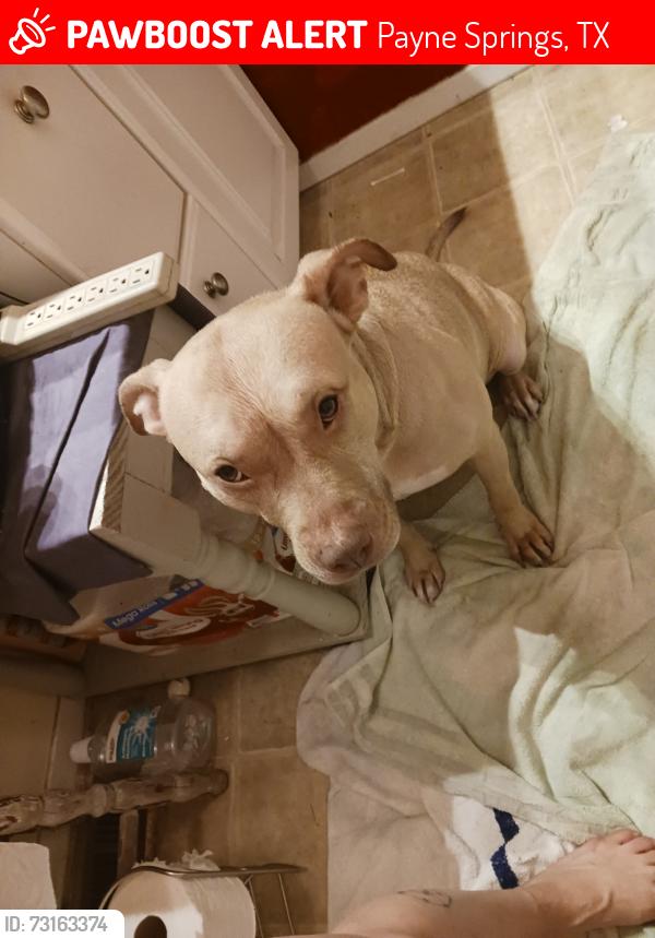 Lost Female Dog last seen By t dock in Indian harbor area, Payne Springs, TX 75156