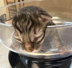 Shelter Stray Female Cat last seen Near Westonhill Drive, San Diego, CA, 92126, 5500 Gaines St, San Diego, CA 92110, USA