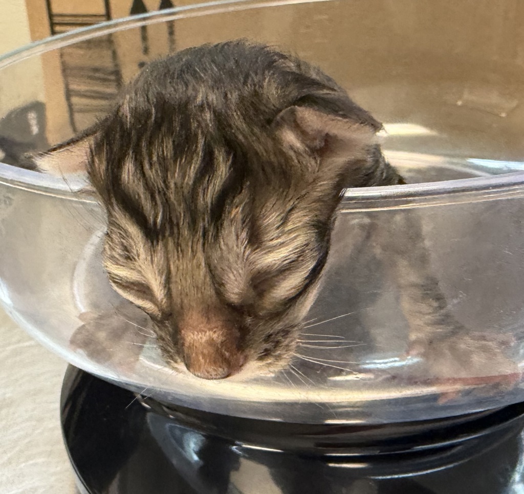 Shelter Stray Female Cat last seen Near Westonhill Drive, San Diego, CA, 92126, 5500 Gaines St, San Diego, CA 92110, USA
