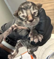 Shelter Stray Male Cat last seen Near Westonhill Drive, San Diego, CA, 92126, 5500 Gaines St, San Diego, CA 92110, USA