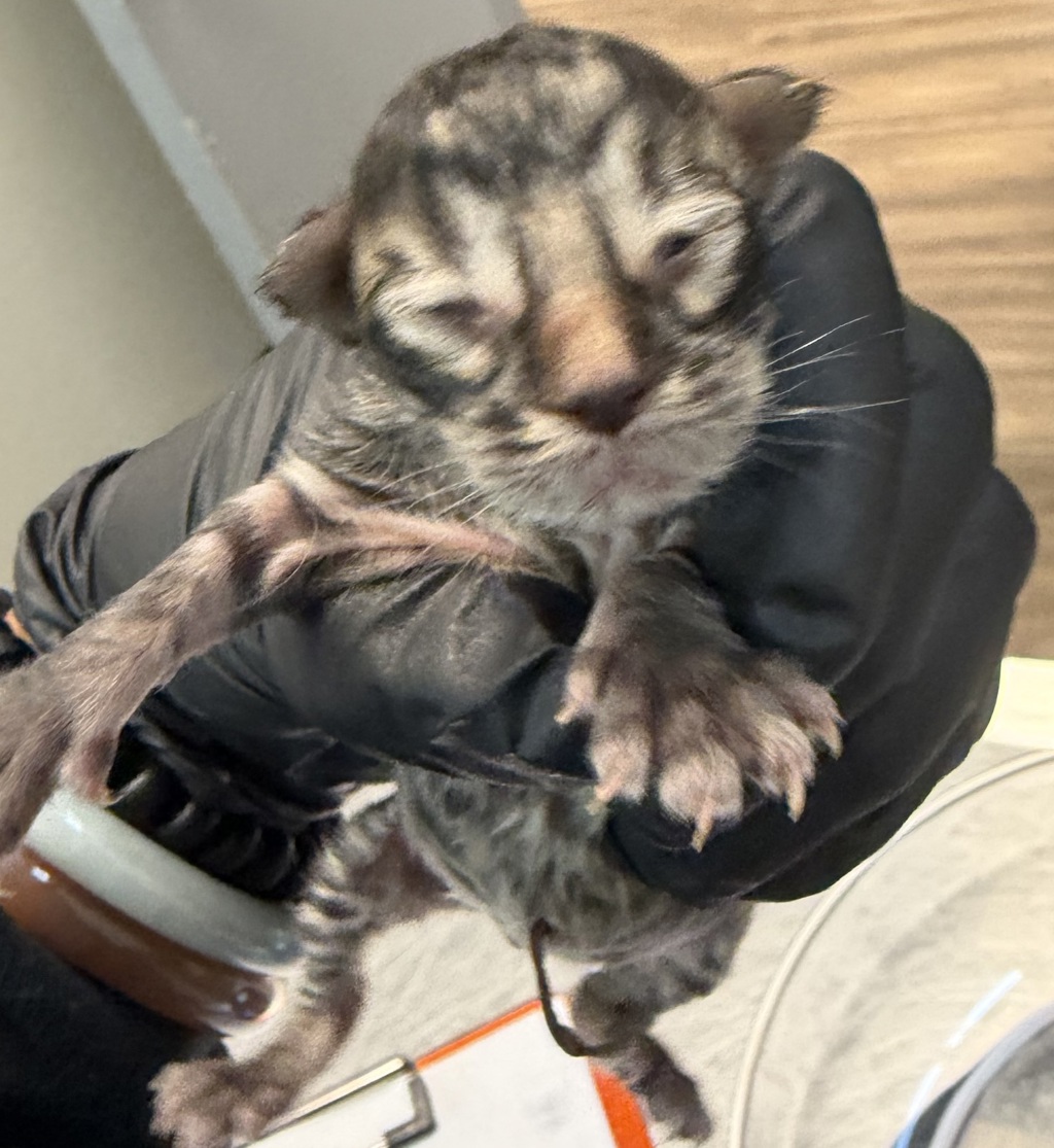 Shelter Stray Male Cat last seen Near Westonhill Drive, San Diego, CA, 92126, 5500 Gaines St, San Diego, CA 92110, USA