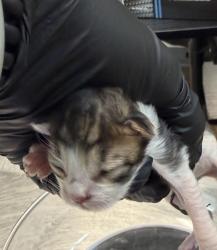 Shelter Stray Unknown Cat last seen Near Westonhill Drive, San Diego, CA, 92126, 5500 Gaines St, San Diego, CA 92110, USA