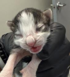 Shelter Stray Unknown Cat last seen Near Westonhill Drive, San Diego, CA, 92126, 5500 Gaines St, San Diego, CA 92110, USA