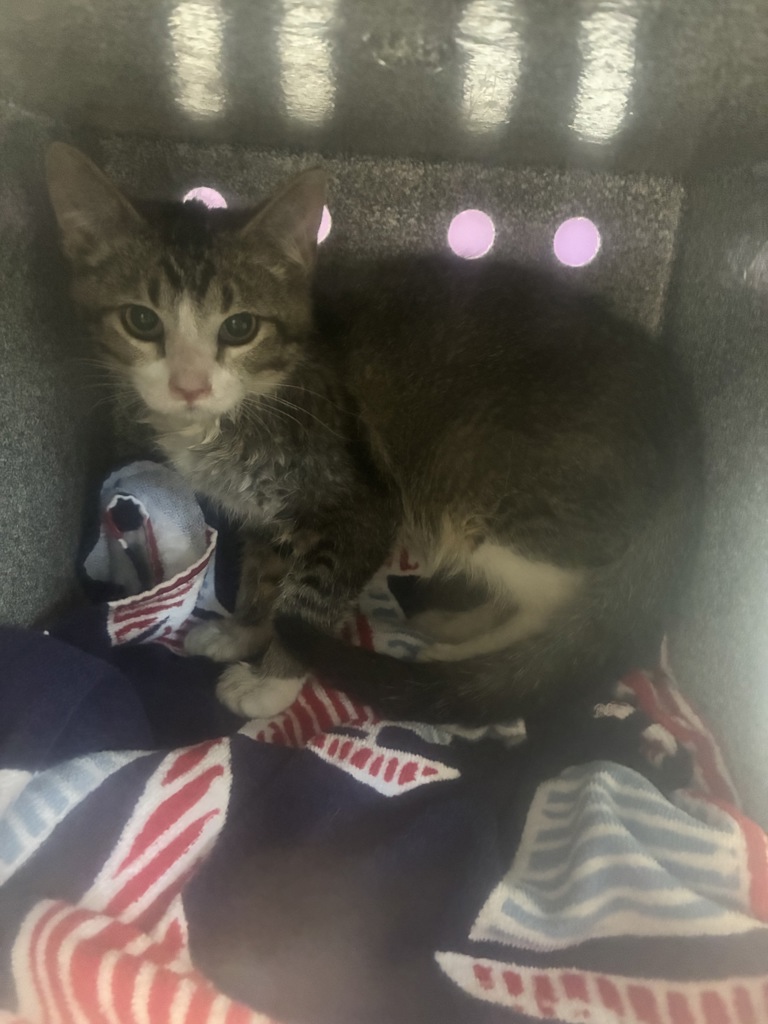 Shelter Stray Male Cat last seen Near S Cable Ridge Road, Kearns Township, UT, 84118, 511 W 3900 S, Salt Lake City, UT 84123, USA