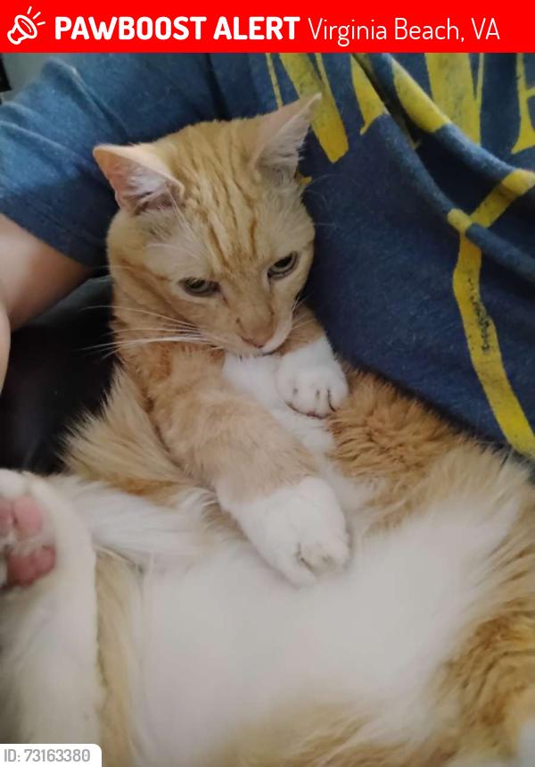 Lost Male Cat last seen Near venus st, Virginia Beach, VA 23452
